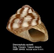 Steromphala racketti (16)